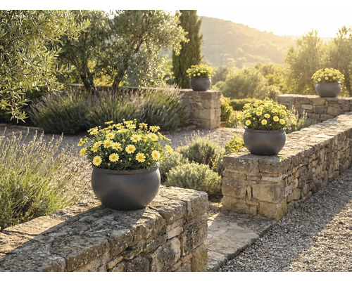 Pohľad na záhradu s kamenným múrom a niekoľkými okrúhlymi kvetináčmi so žltými margarétkami