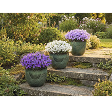 Tri zvončeky v kvetináčoch na kamennom schodisku v záhrade.