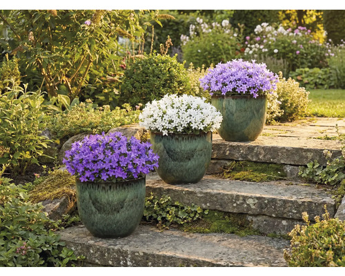 Tri zvončeky v kvetináčoch na kamennom schodisku v záhrade.