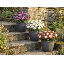 Tri ruže v kvetináčoch na kamennom schodisku