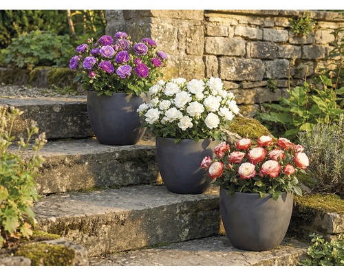 Tri ruže v kvetináčoch na kamennom schodisku