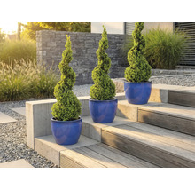 Tri špirálovité krušpány v kvetináčoch na záhradnom schodisku.