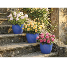 Tri ružové kríky v kvetináčoch na kamenných schodoch s ružovými, žltými a ružovými kvetmi.