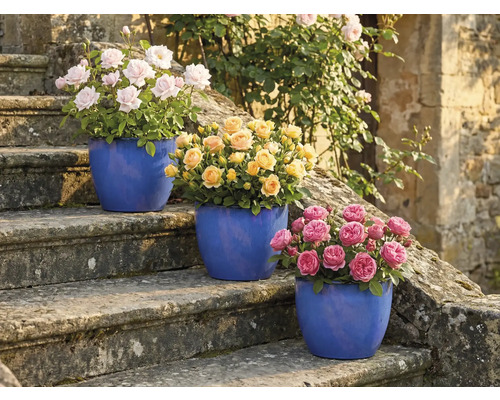 Tri ružové kríky v kvetináčoch na kamenných schodoch s ružovými, žltými a ružovými kvetmi.