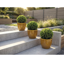 Tri okrúhle krušpány v kvetináčoch na záhradných schodoch