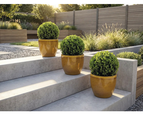 Tri okrúhle krušpány v kvetináčoch na záhradných schodoch