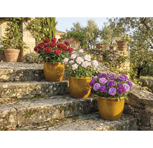 Tri ruže v kvetináčoch na kamenných schodoch v záhrade.