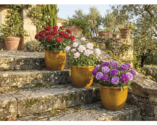 Tri ruže v kvetináčoch na kamenných schodoch v záhrade.