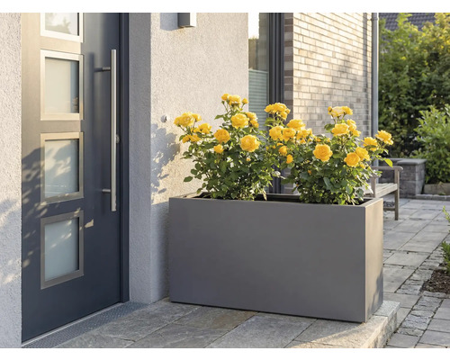 Sivý kvetináč so žltými ružami pred vchodovými dverami