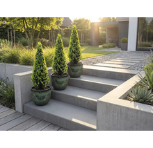 Tri črepníkové rastliny na betónových schodoch v modernej záhrade.