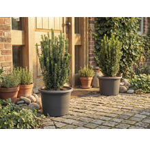 Záhrada s rastlinami v kvetináčoch pred domom