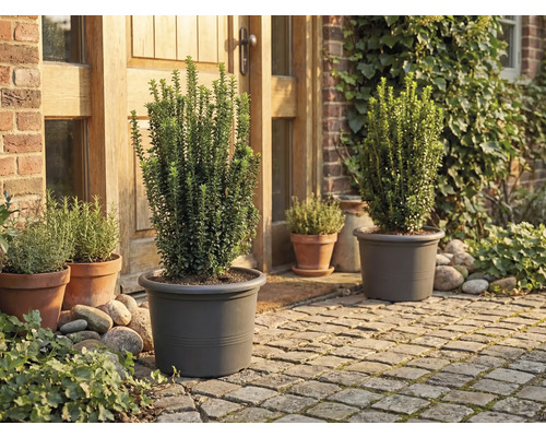 Záhrada s rastlinami v kvetináčoch pred domom