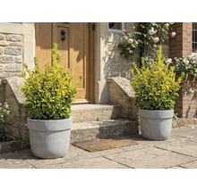 Ozdobné rastliny v kvetináčoch pred vchodovými dverami.