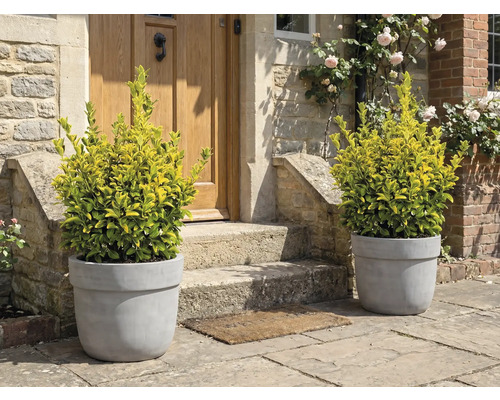 Ozdobné rastliny v kvetináčoch pred vchodovými dverami.