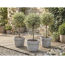 Tri vtáčie zoby v kvetináči na drevenej terase