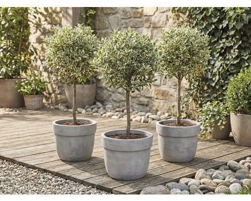 Tri vtáčie zoby v kvetináči na drevenej terase