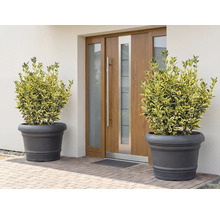 Scéna s dvoma rastlinami v kvetináčoch pred vchodovými dverami.