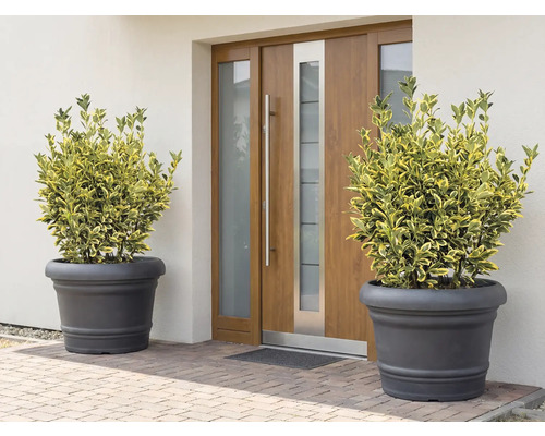 Scéna s dvoma rastlinami v kvetináčoch pred vchodovými dverami.