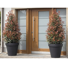 Dva hlohyne šarlátové v kvetináčoch pred vchodovými dverami