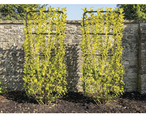 Dva buxusy s mrežami pred kamennou stenou