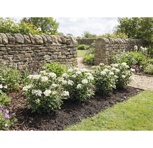 Záhrada s kamenným múrom a kvitnúcimi kríkmi