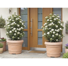 Dve kvitnúce rastliny Viburnum tinus v terakotových kvetináčoch pred vchodovými dverami.