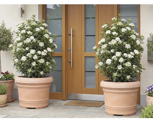 Dve kvitnúce rastliny Viburnum tinus v terakotových kvetináčoch pred vchodovými dverami.