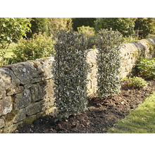 Dva vždyzelené živé ploty v záhrade vedľa kamenného múru.