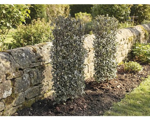 Dva vždyzelené živé ploty v záhrade vedľa kamenného múru.