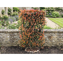 V záhrade stojí hustý živý plot z čínskej fotínie pred kamenným múrom.