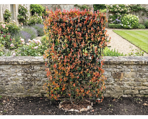 V záhrade stojí hustý živý plot z čínskej fotínie pred kamenným múrom.