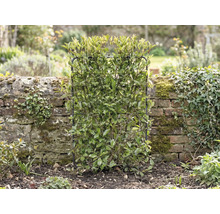 V záhrade stojí vždyzelený živý plot, ktorý je podopretý mriežkovou konštrukciou.