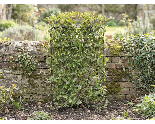 V záhrade stojí vždyzelený živý plot, ktorý je podopretý mriežkovou konštrukciou.