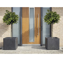 Okrasné listnaté stromy v štvorcových kvetináčoch pred vchodovými dverami