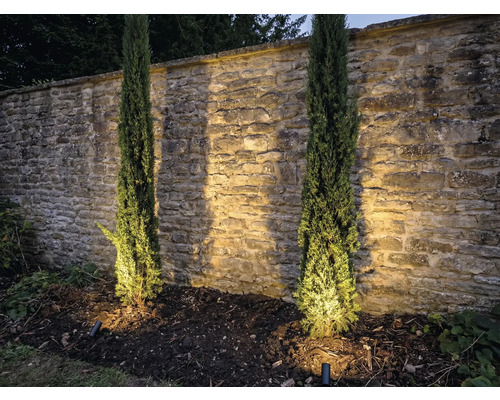 Scéna s dvoma stĺpovitými cypruštekmi pred kamenným múrom a záhradným osvetlením