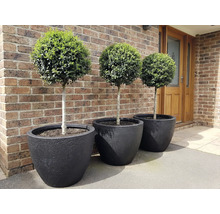 Tri buxusové gule v čiernych kvetináčoch pred tehlovou stenou.