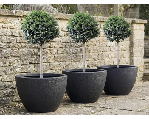 Tri buxusy v tvare gule v čiernych kvetináčoch