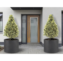 Vstupný priestor s dvoma kužeľovitými rastlinami v okrúhlych kvetináčoch