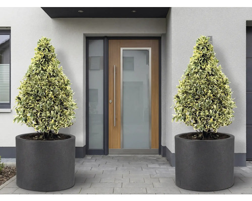 Vstupný priestor s dvoma kužeľovitými rastlinami v okrúhlych kvetináčoch