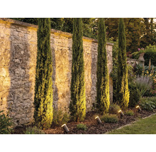 Záhrada s talianskymi cyprusmi a záhradnými reflektormi na osvetlenie kamenného múru