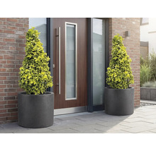 Dva kužeľové stromy v kvetináčoch pred vchodovými dverami