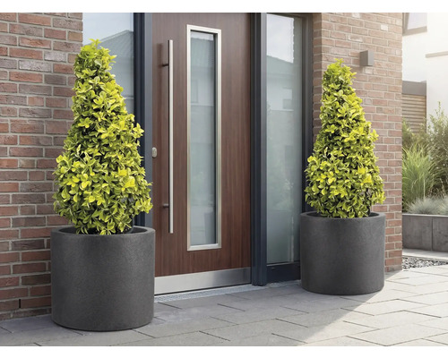 Dva kužeľové stromy v kvetináčoch pred vchodovými dverami