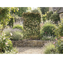 Záhrada so živým plotom v mriežkovom ráme ako ochrana súkromia.