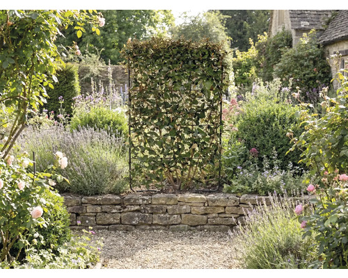 Záhrada so živým plotom v mriežkovom ráme ako ochrana súkromia.