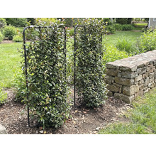 Dva kovové mrežové rámy pokryté lístím stoja v záhrade.