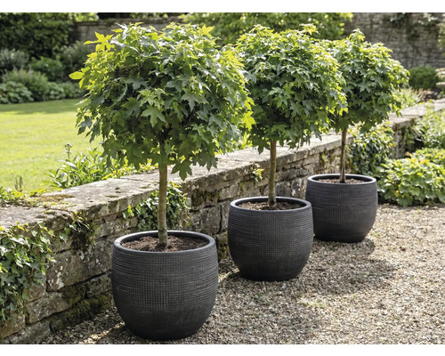 Tri guľovité javory v kvetináčoch v záhrade.