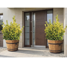 Ozdobné rastliny v drevených kadiach pred vchodovými dverami