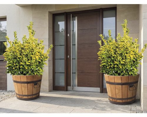 Ozdobné rastliny v drevených kadiach pred vchodovými dverami
