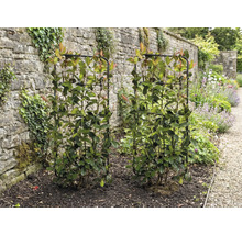 Dve hlohyne šarlátové na mriežkach v záhrade