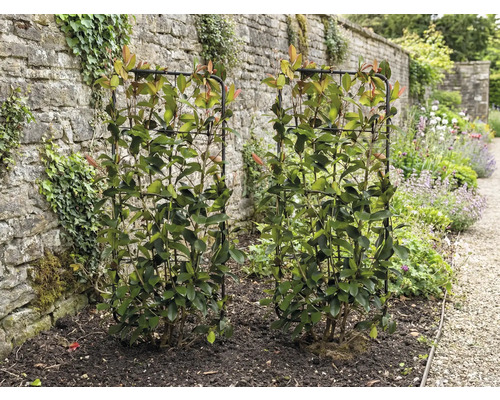 Dve hlohyne šarlátové na mriežkach v záhrade